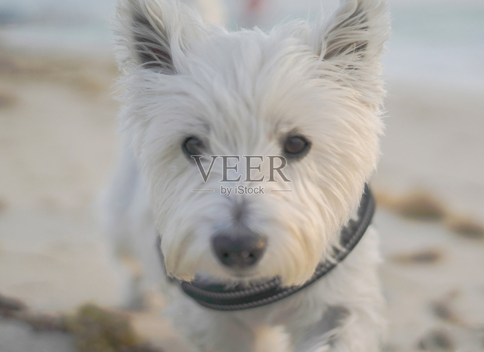 高地白梗摆姿势的照片-股票照片照片摄影图片