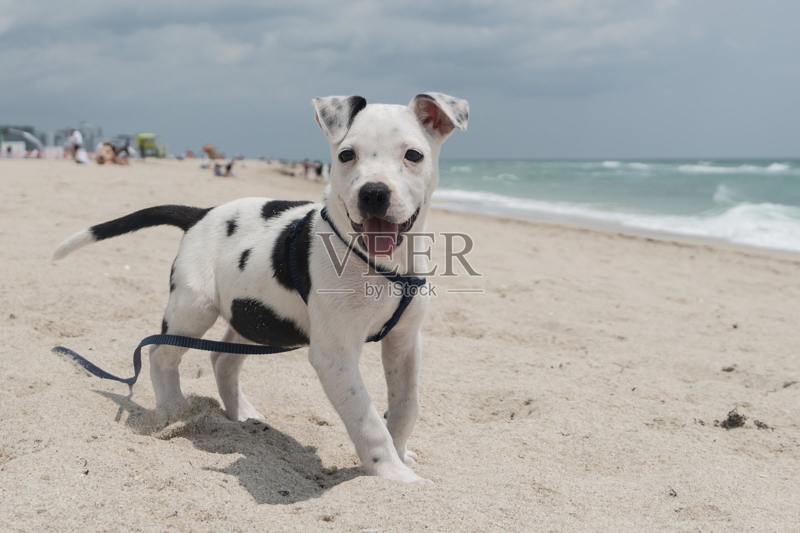 达尔马提亚小狗在海滩上玩得很开心照片摄影图片