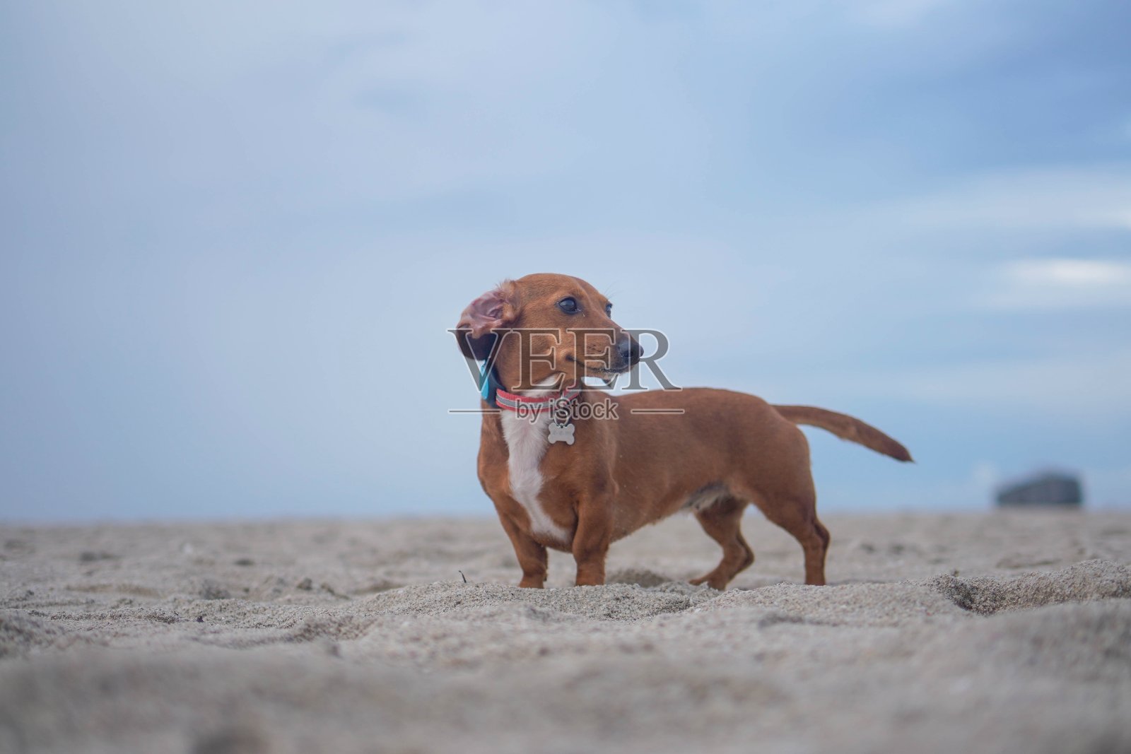 迷你腊肠犬在海滩上奔跑照片摄影图片