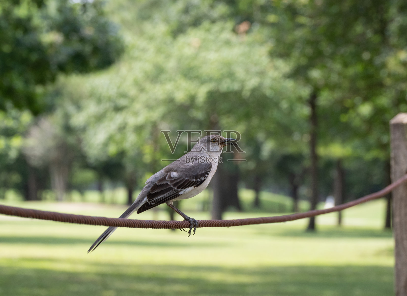 一只鸣叫的北方反舌鸟栖息在德克萨斯州休斯顿的围栏上照片摄影图片