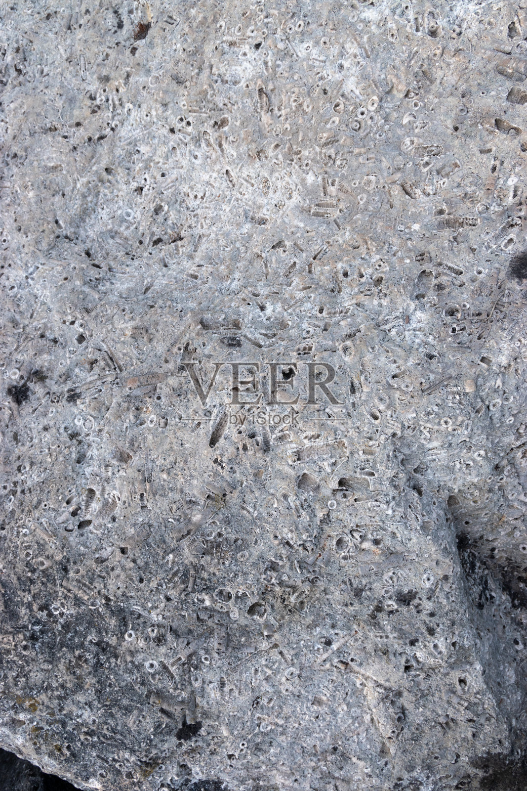 化石照片摄影图片