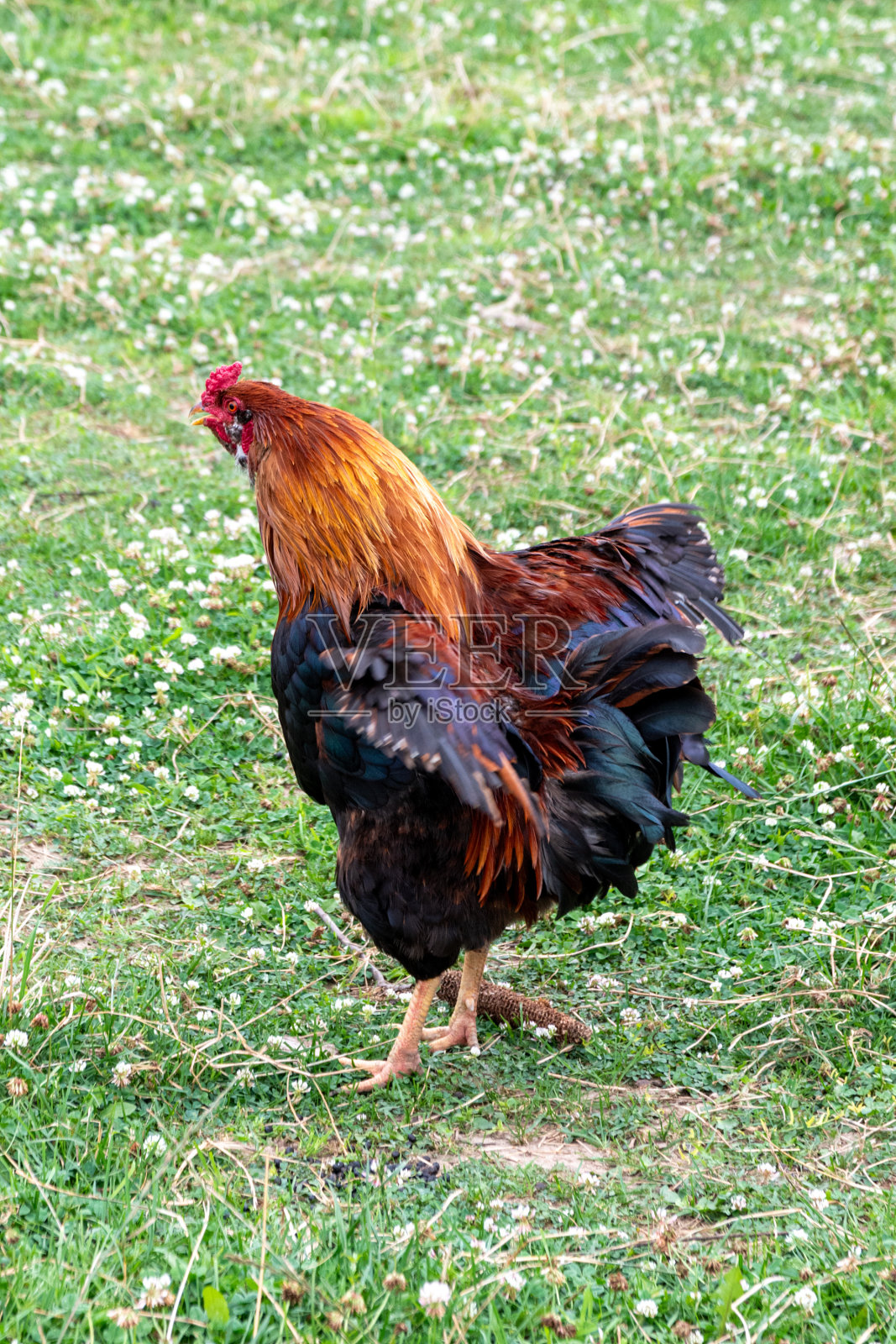 公鸡照片摄影图片