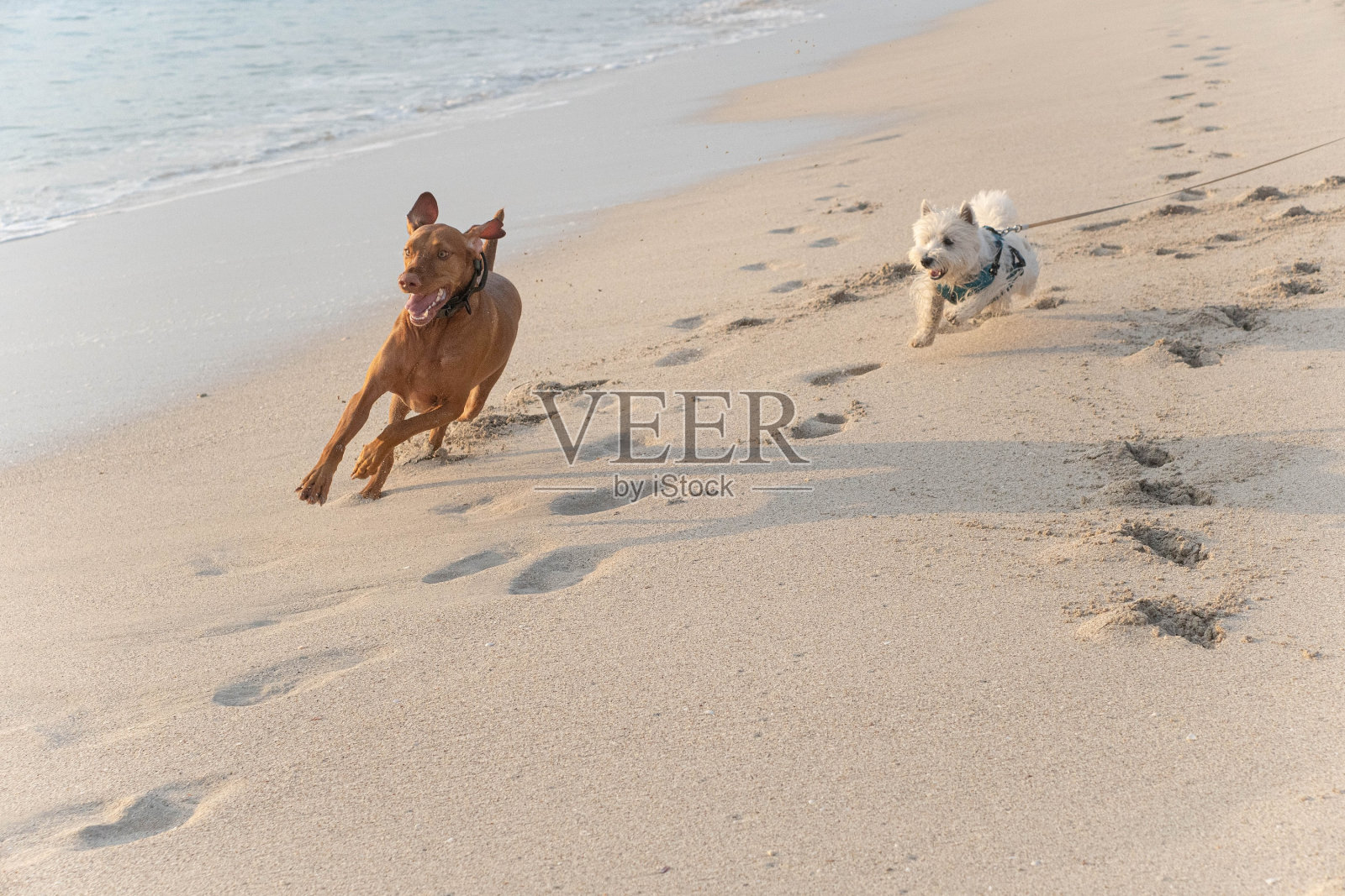 两只狗在海滩上奔跑照片摄影图片