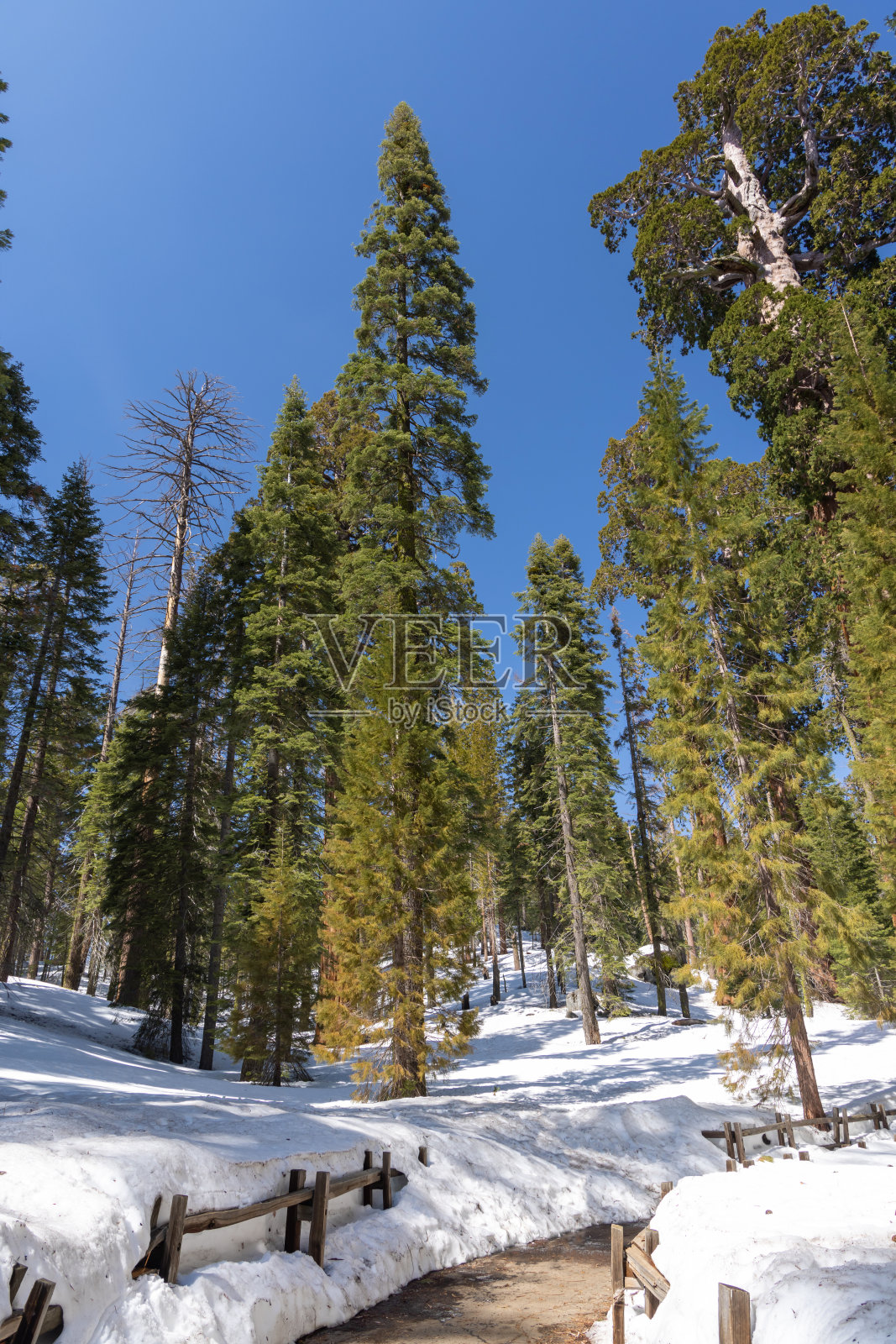 白雪皑皑的红杉公园，冬日仙境照片摄影图片