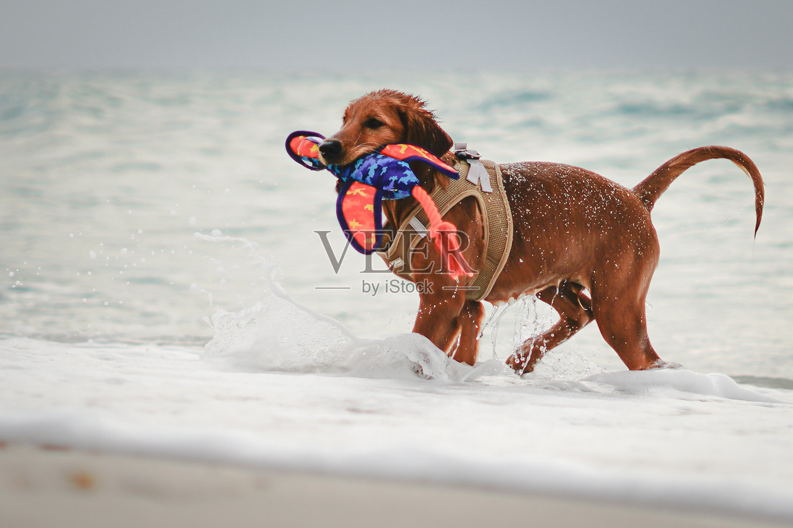 金色小狗享受海洋-股票照片照片摄影图片