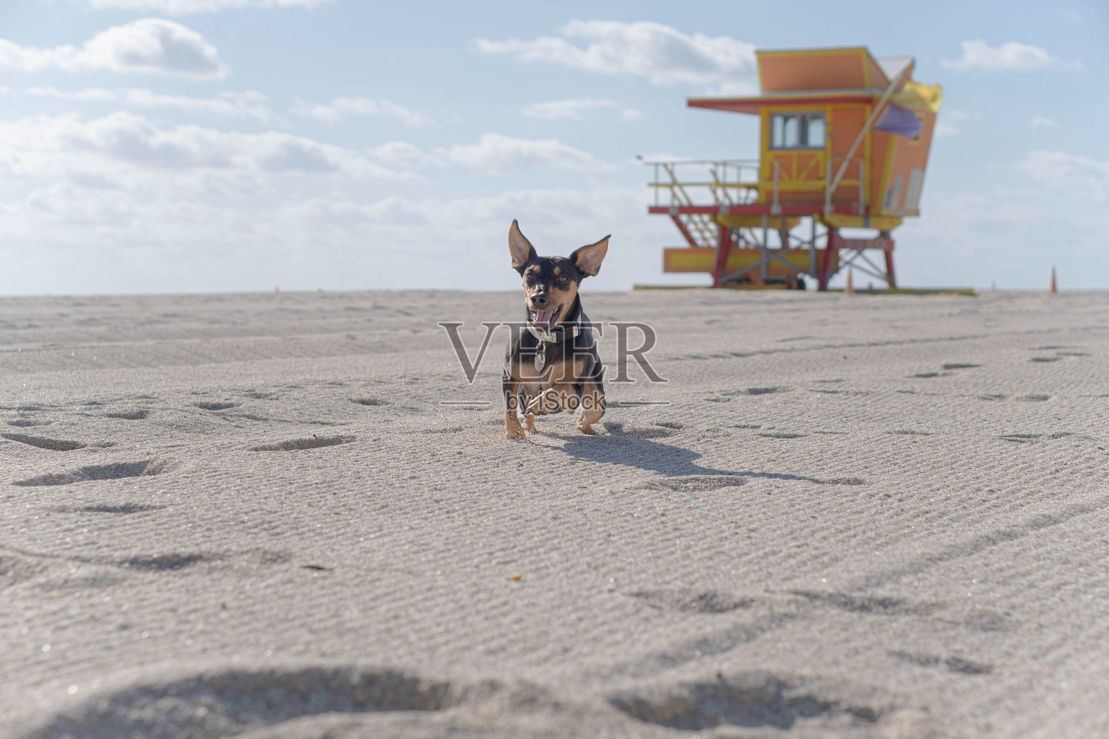 一只小狗在海滩上自由奔跑照片摄影图片