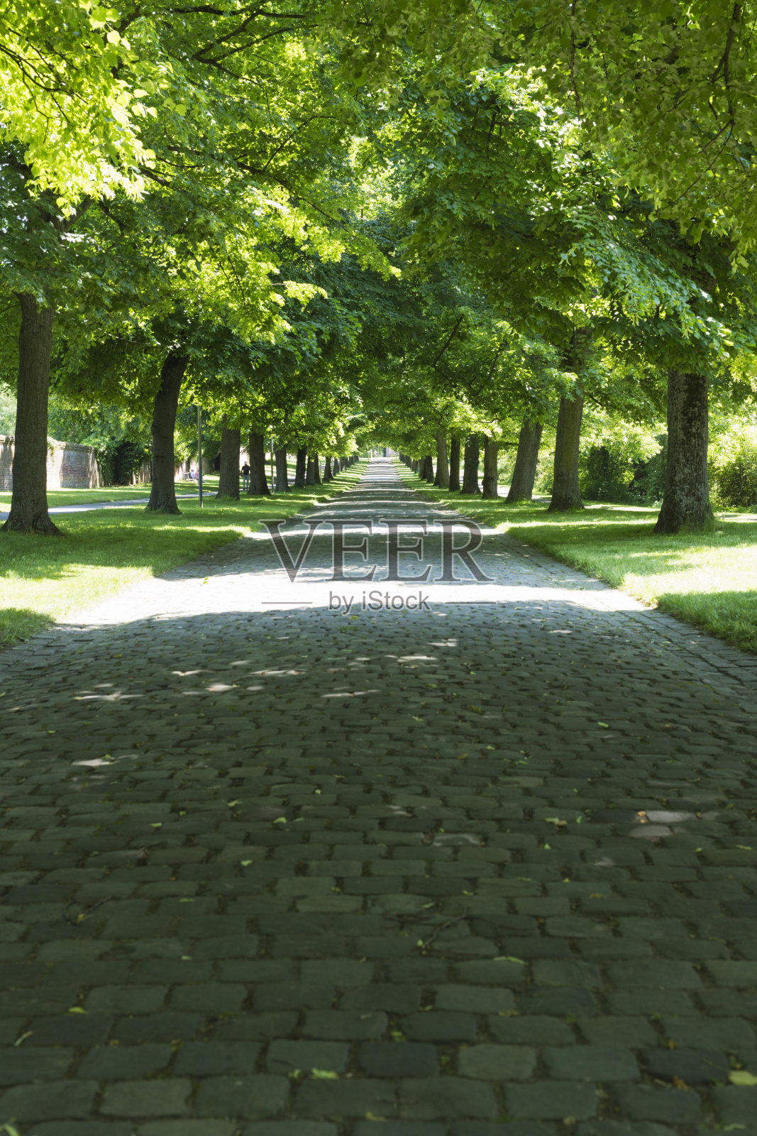 有树木和鹅卵石的大道照片摄影图片