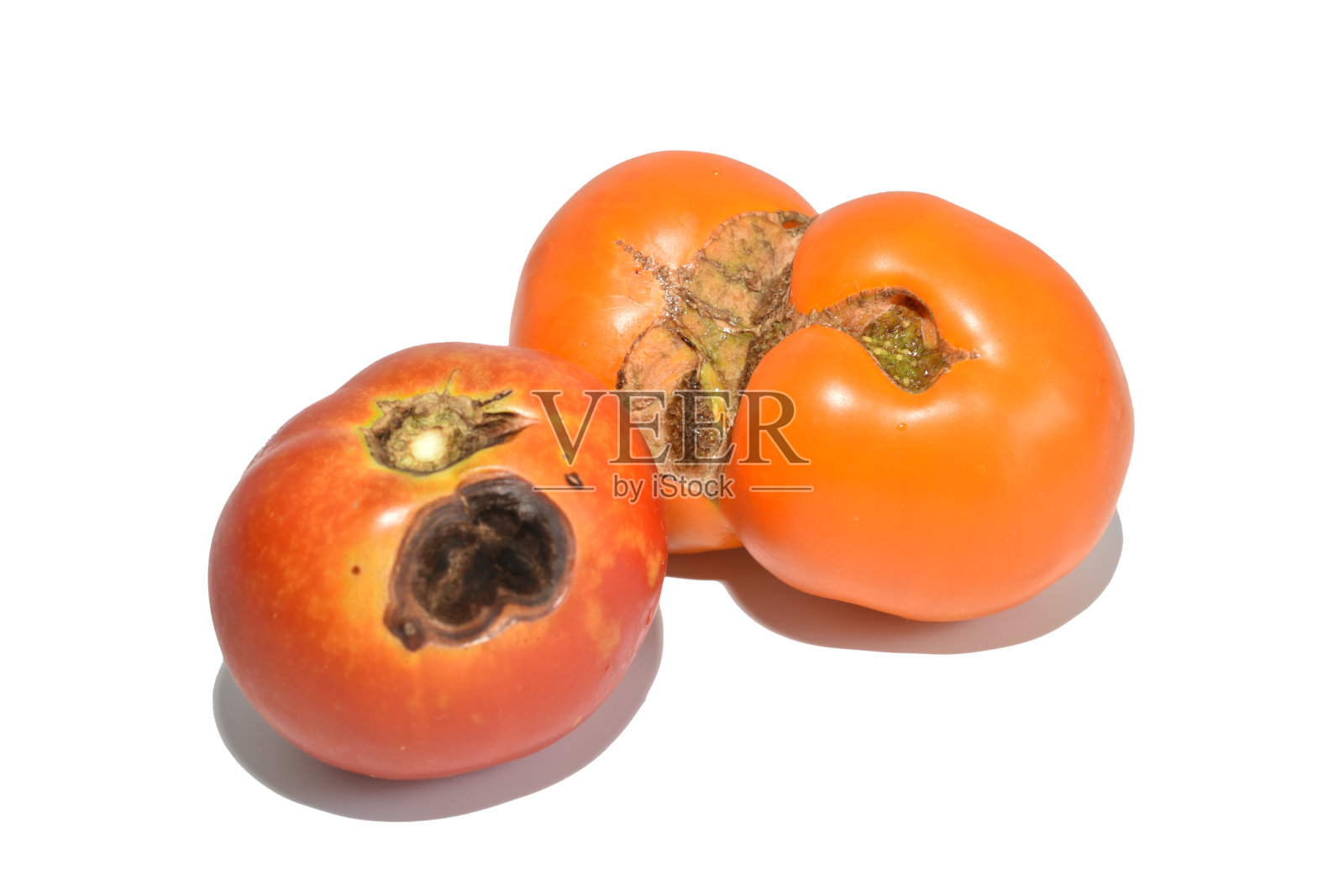 病损番茄上白。照片摄影图片