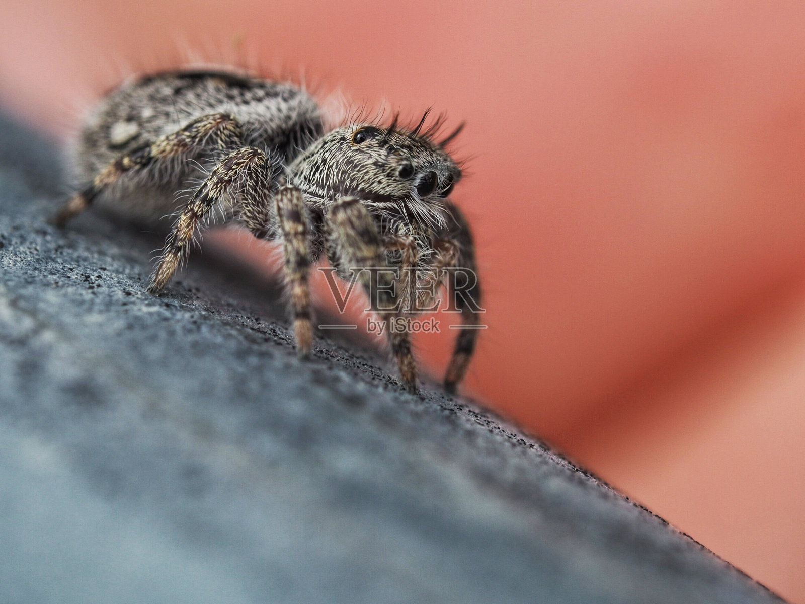 纹理表面上跳跃蜘蛛的特写照片摄影图片