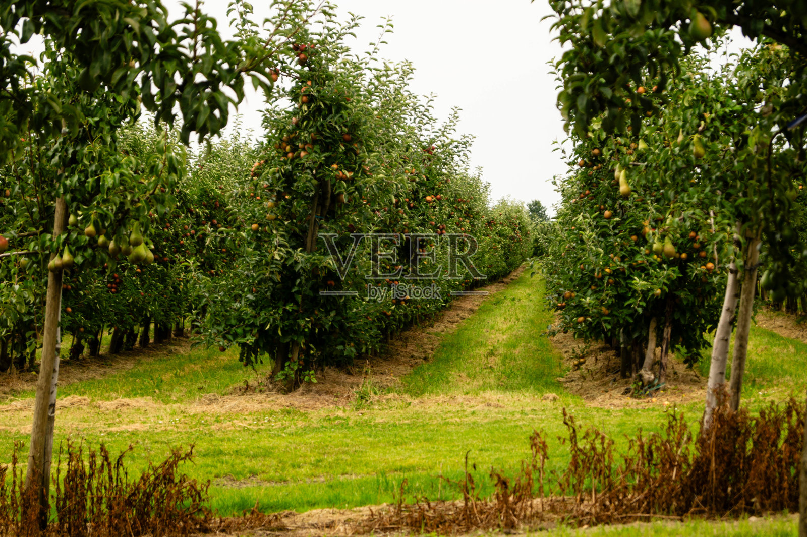 Birnen照片摄影图片