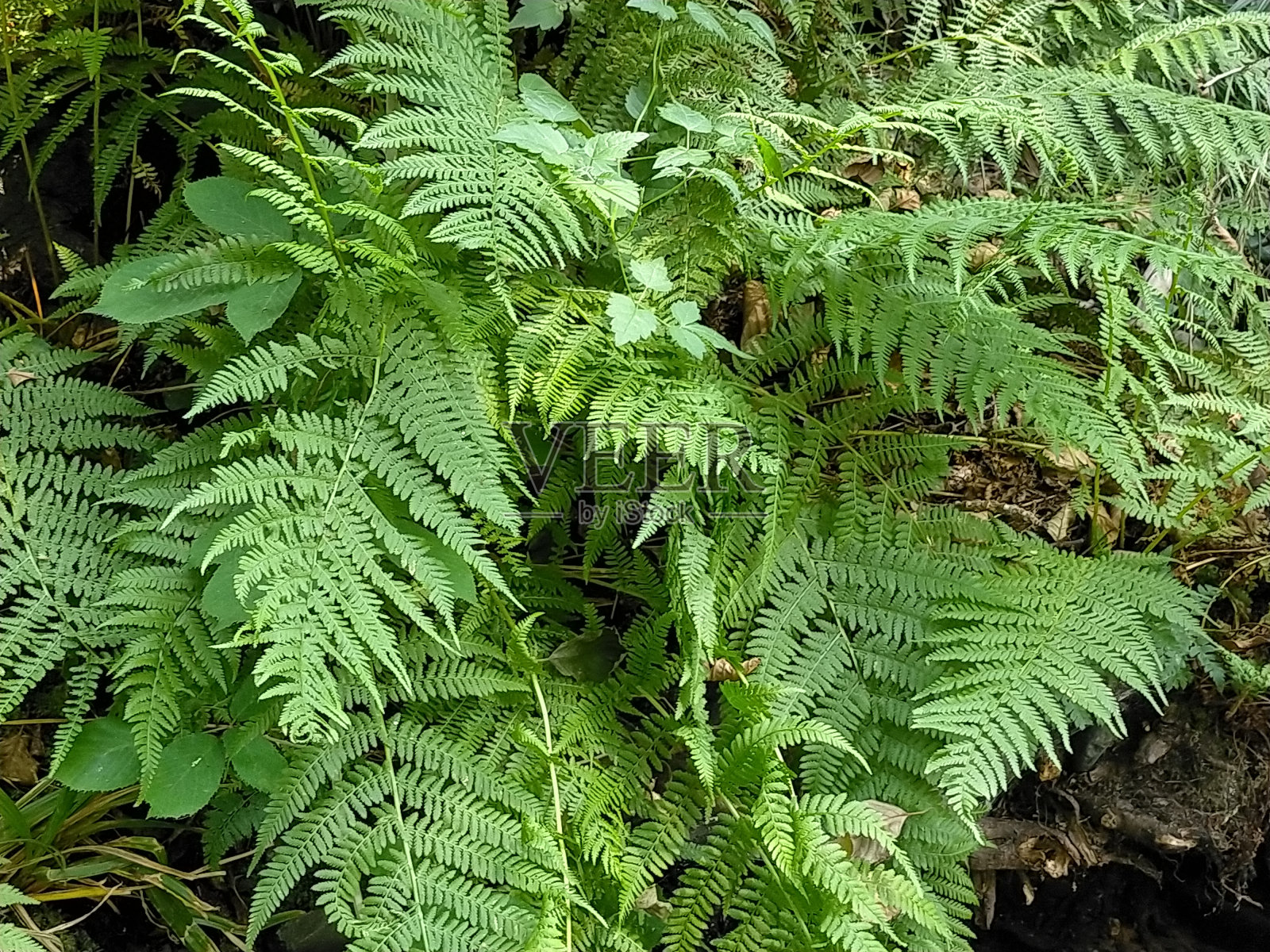 雌性蕨类植物，近距离拍摄于户外自然山区照片摄影图片