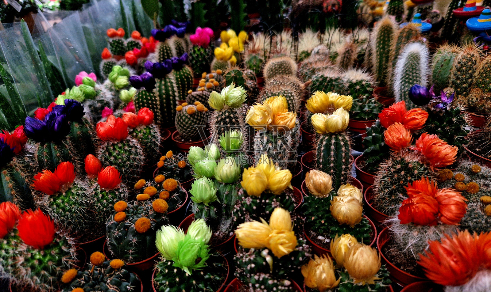 收藏家展上五颜六色的仙人掌花。它们的花朵颜色柔和，很小照片摄影图片