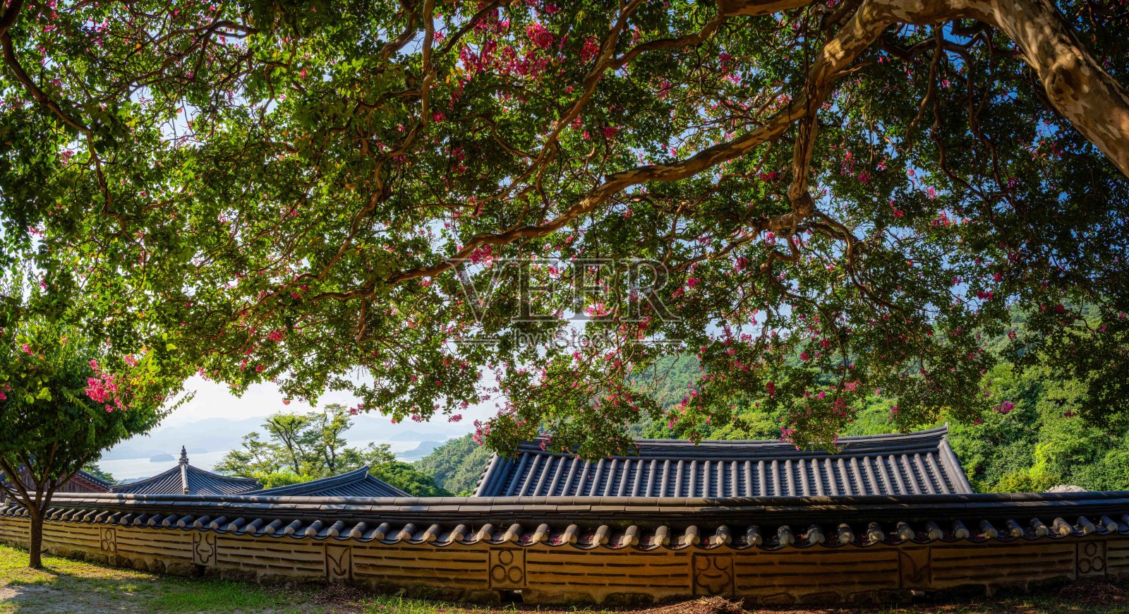 韩国山间寺庙里盛开的紫薇花照片摄影图片