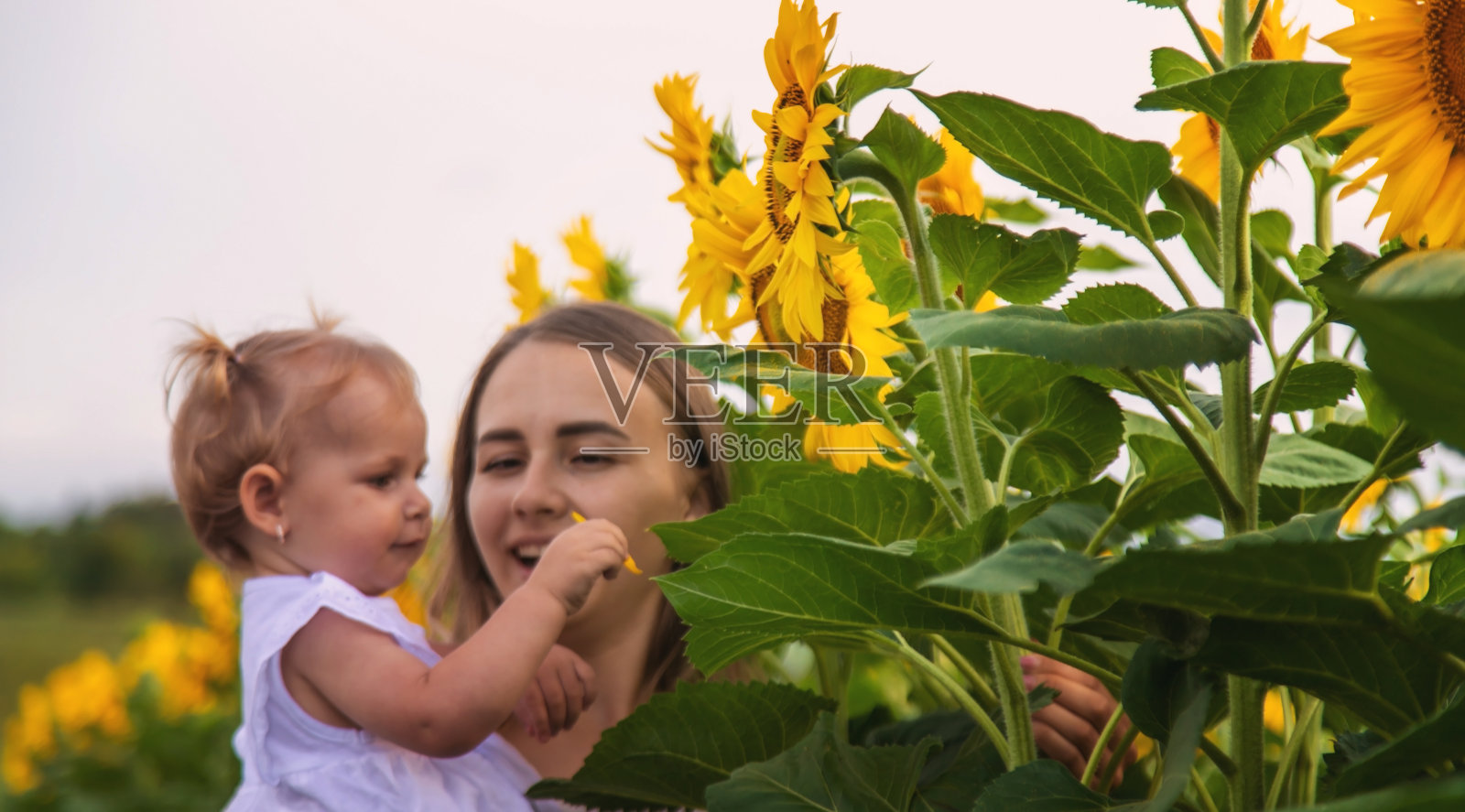 一个美丽的年轻女子，怀里抱着一个小孩，站在向日葵地里。照片摄影图片
