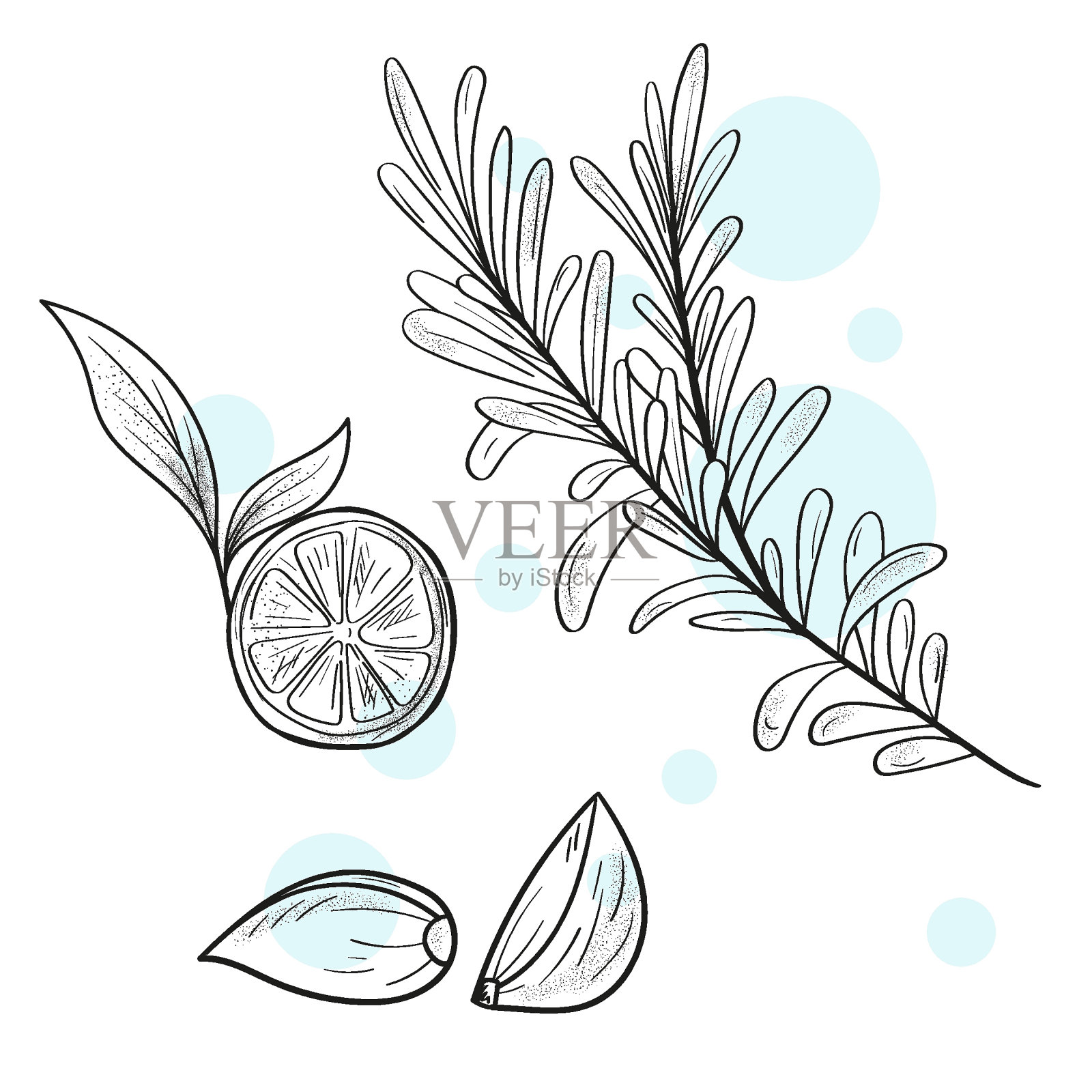 迷迭香的叶子。手绘烹饪香草和香料。大蒜。柠檬。矢量图插画图片素材