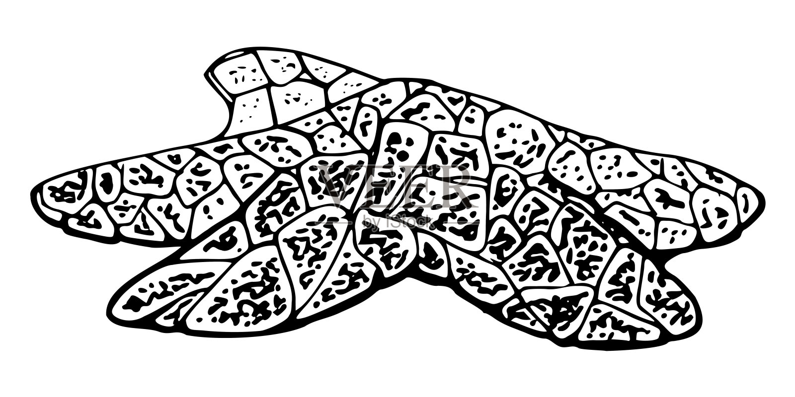 海星海星鱼海洋生物，海洋水下生物动物，笔墨写生手绘。单对象插图，风格化，孤立在白色。动物园商店，水族馆，化妆品，度假村插画图片素材