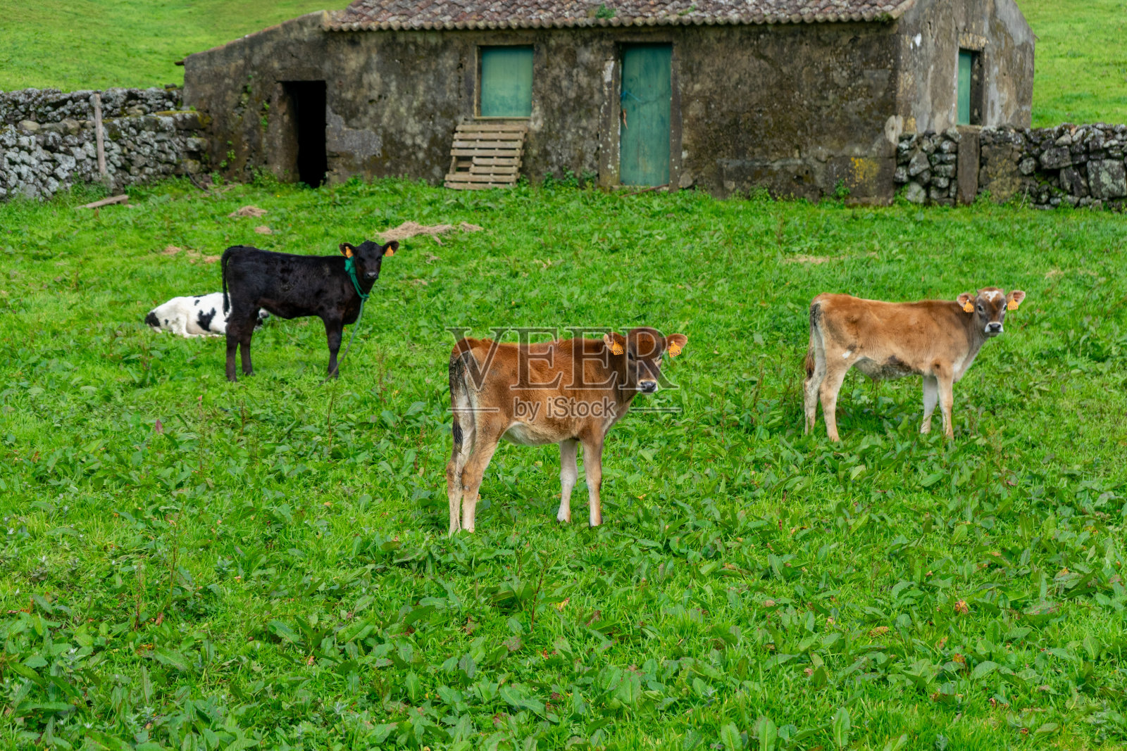 奶牛在绿色的牧场上吃草。照片摄影图片