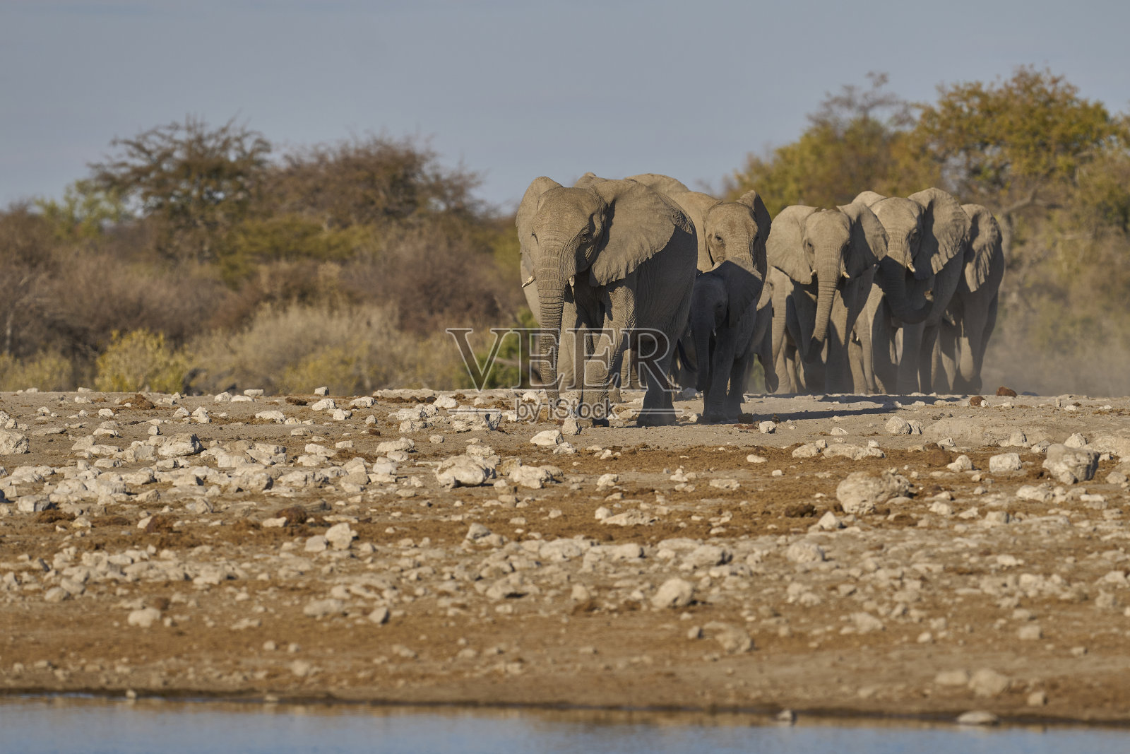 非洲象群照片摄影图片