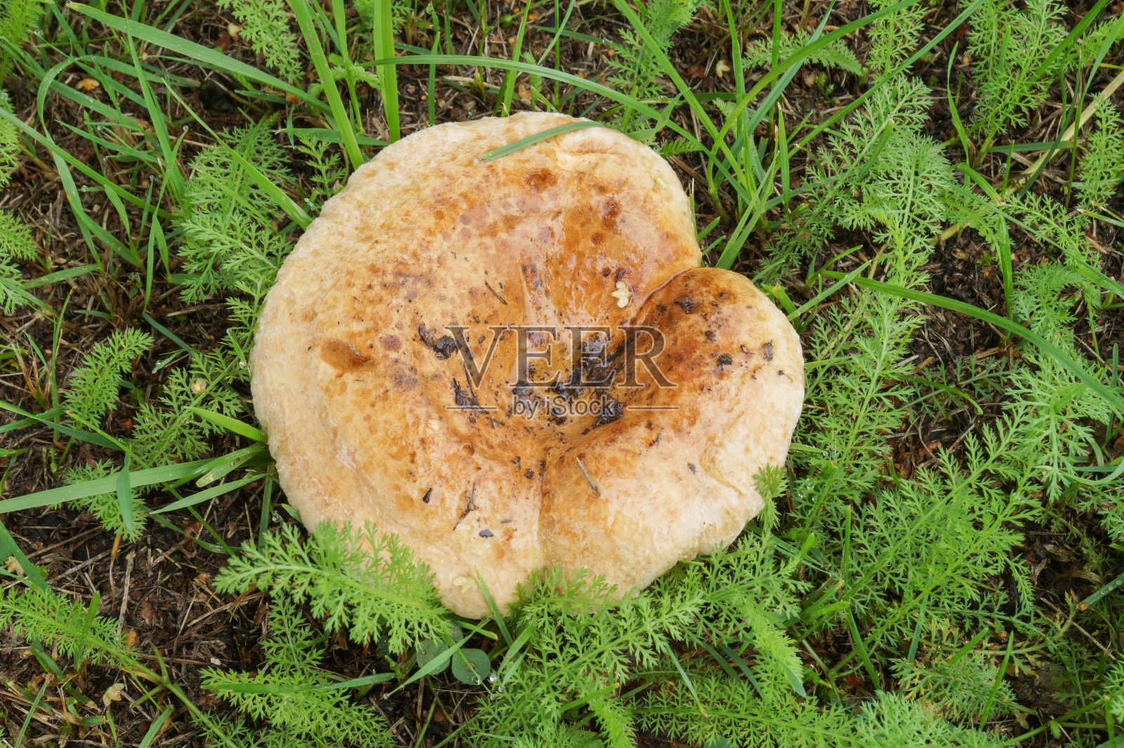薄猪菇(Paxillus involutus)在绿草的背景照片摄影图片