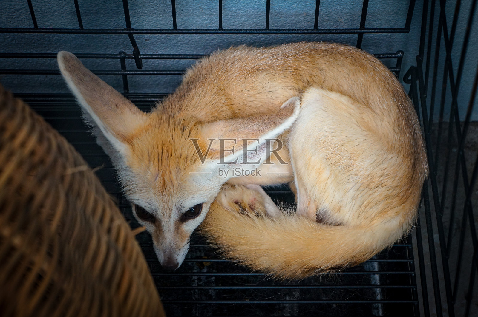 可爱的小狐狸在笼子里休息照片摄影图片