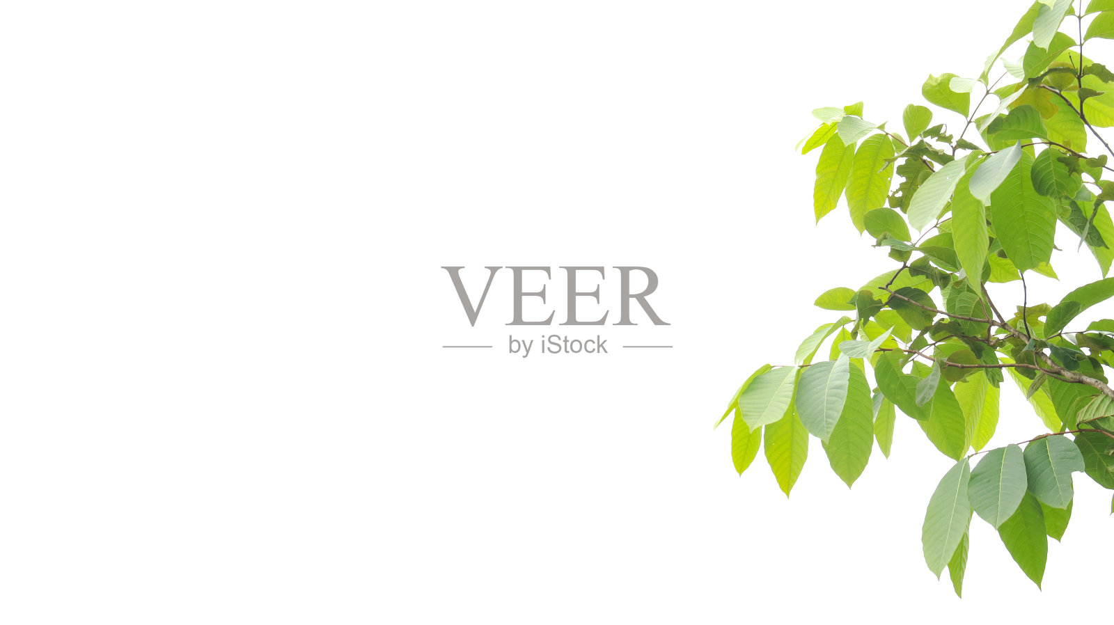 白色背景上的树顶抠图，带剪切路径照片摄影图片