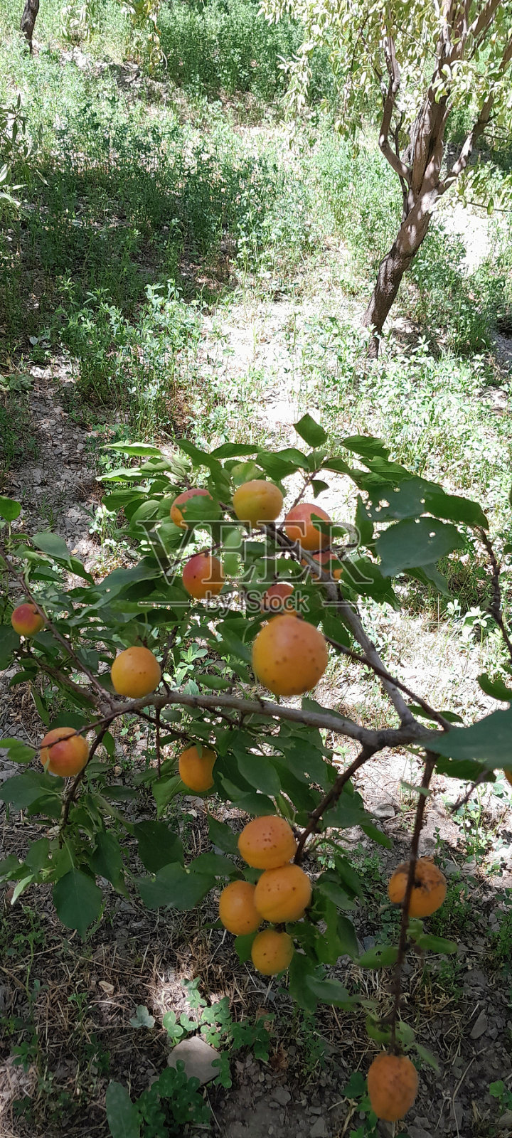 农村地区的杏树果实照片摄影图片