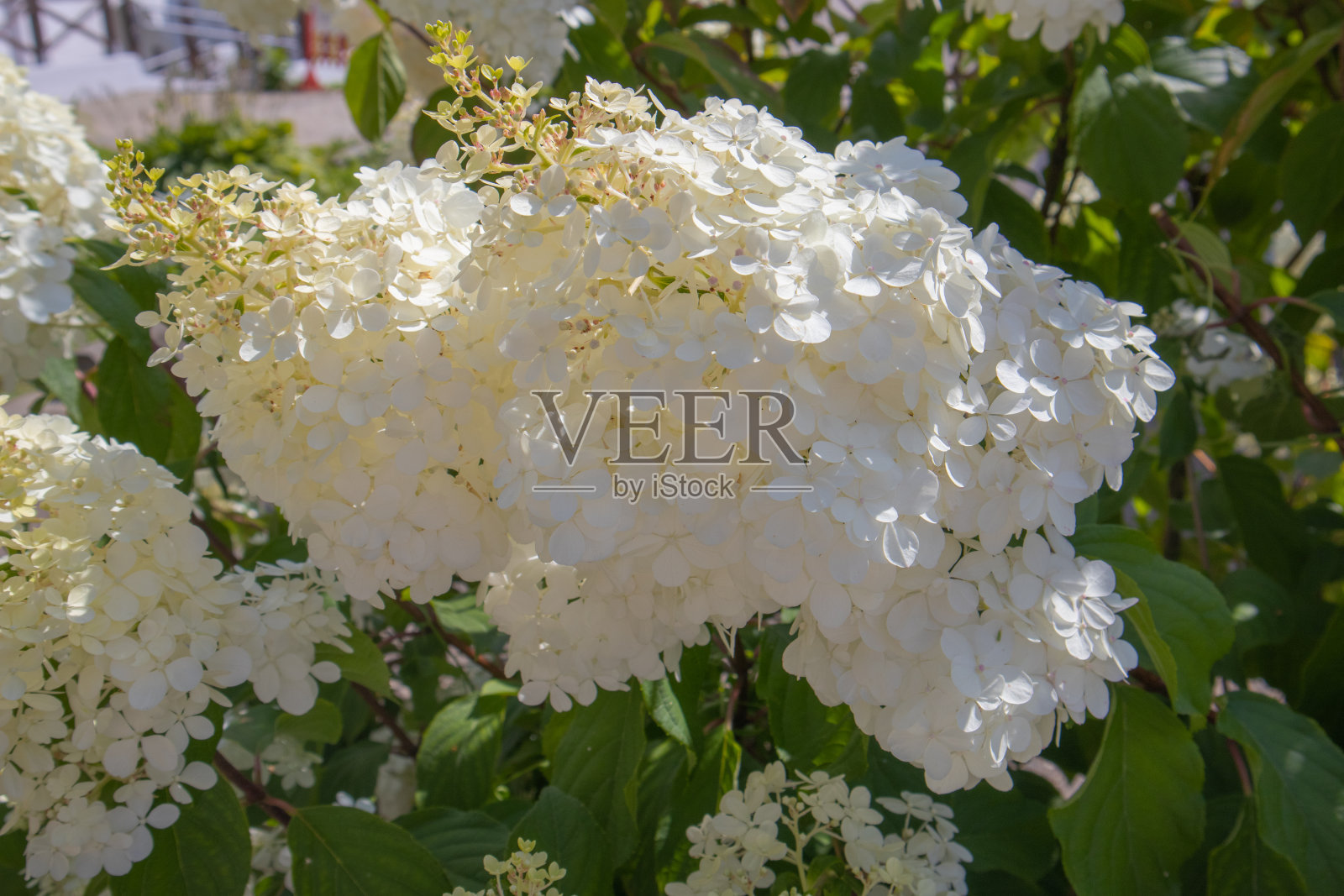 一个阳光明媚的夏日，许多白色绣球花在绿色的树叶背景上的特写照片摄影图片