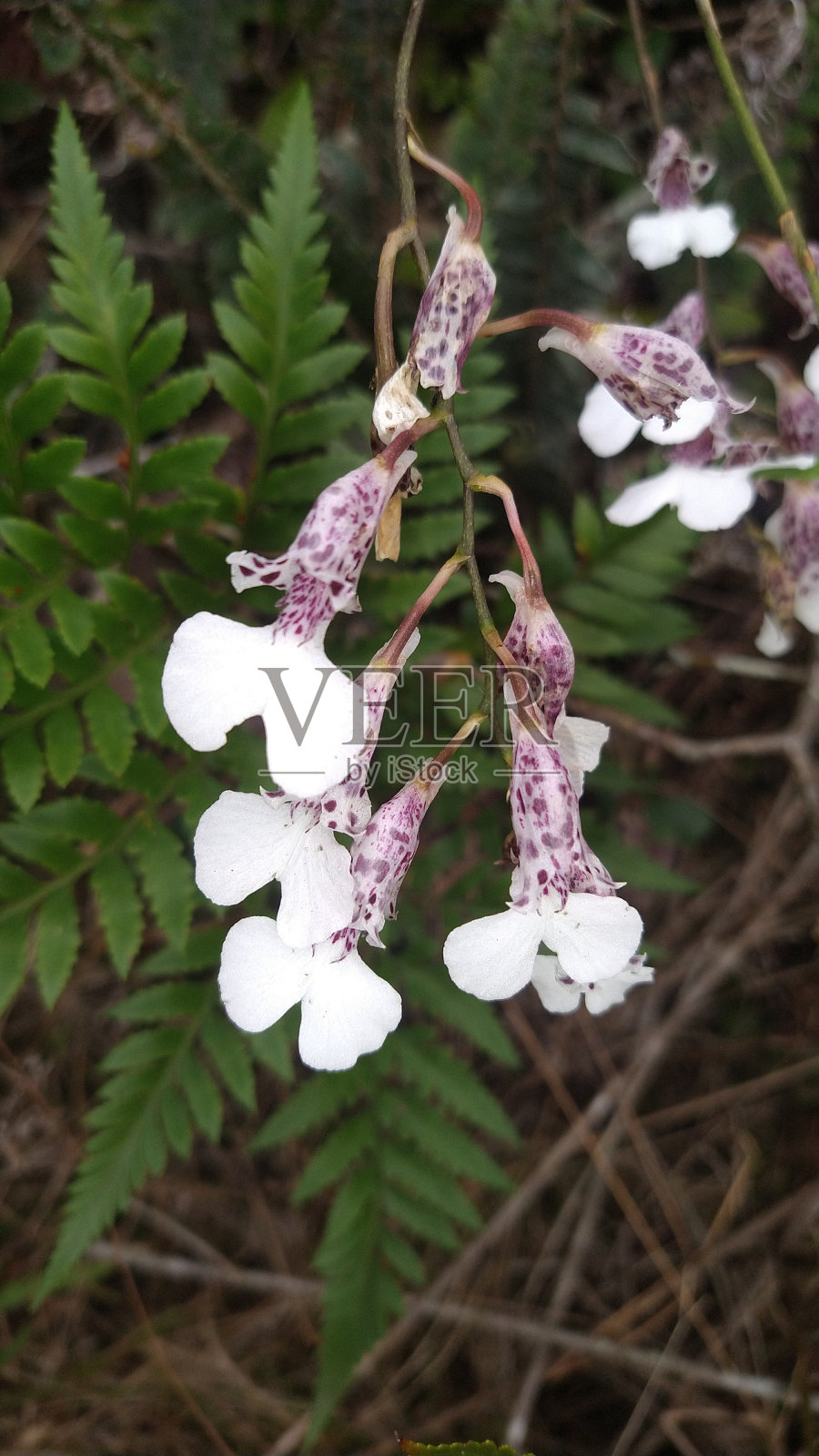 小而精致的野生兰花照片摄影图片