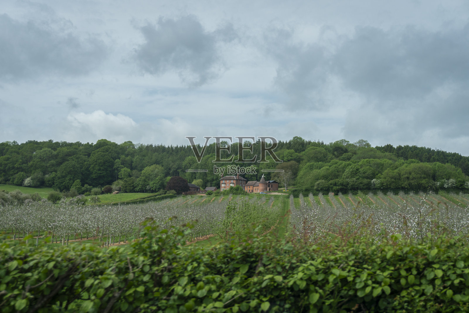 春天的果园照片摄影图片