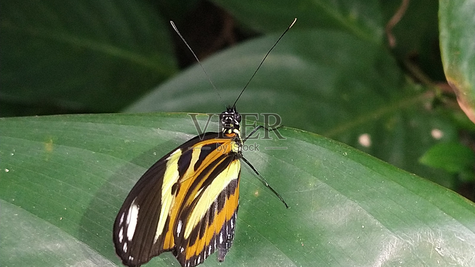 美丽娇嫩的帝王蝶照片摄影图片