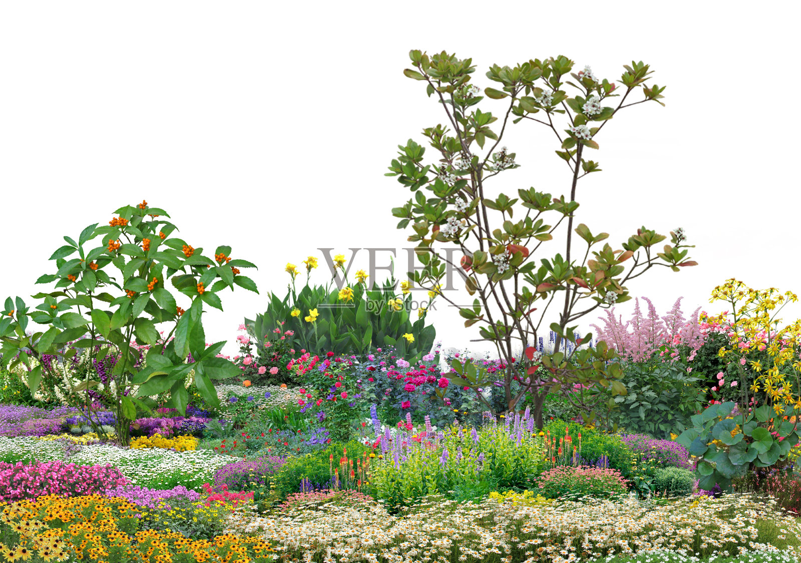 花园树植物在白色的背景与剪辑路径，3d插图，3d渲染照片摄影图片