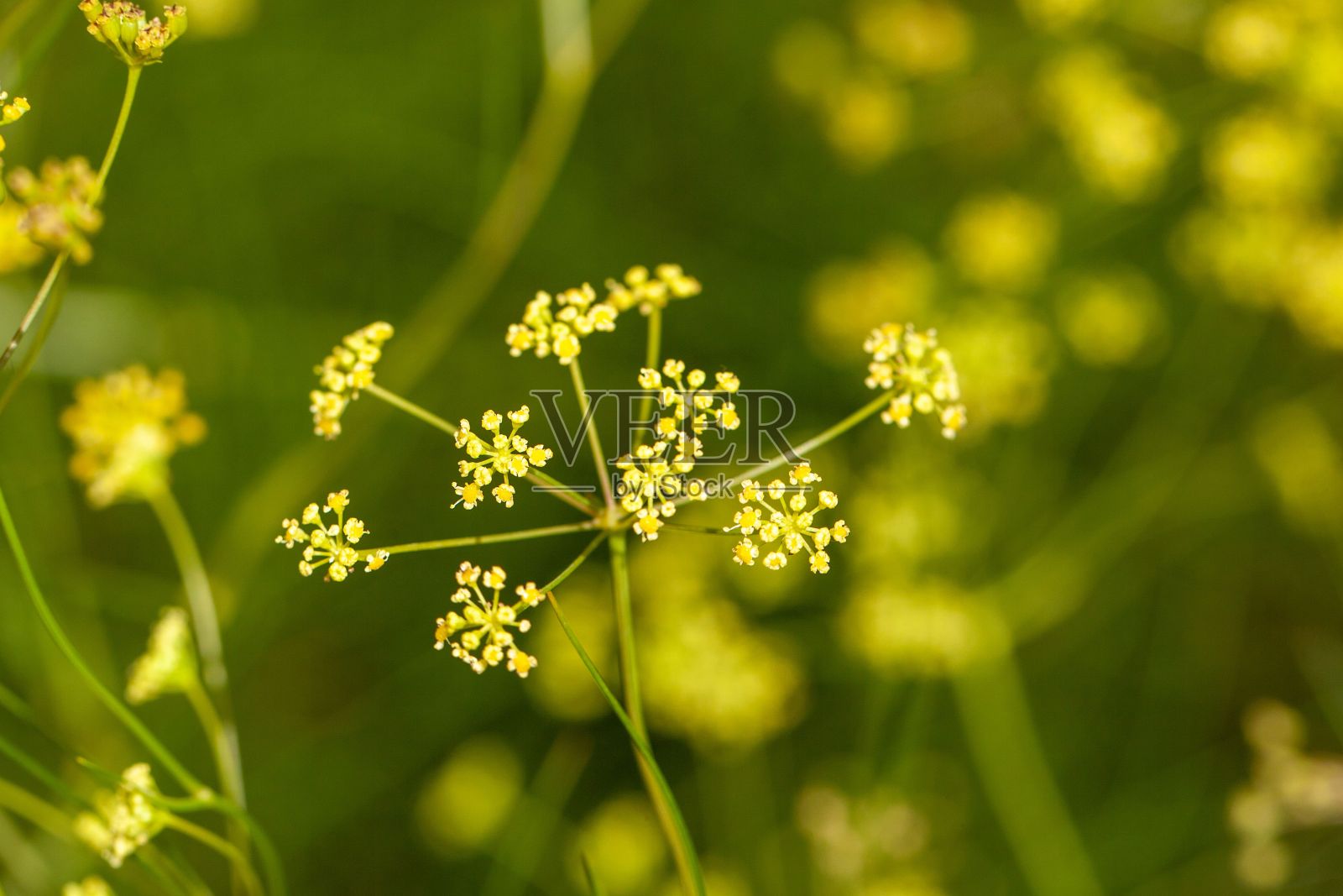 月色胡萝卜花，塞塞柔美照片摄影图片