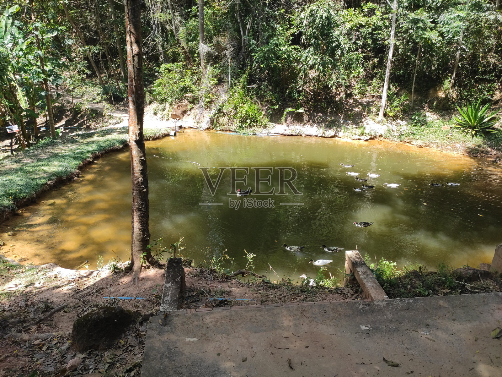 阿拉里佩Chapada do Araripe中部的湖上有漂亮的鸭子照片摄影图片