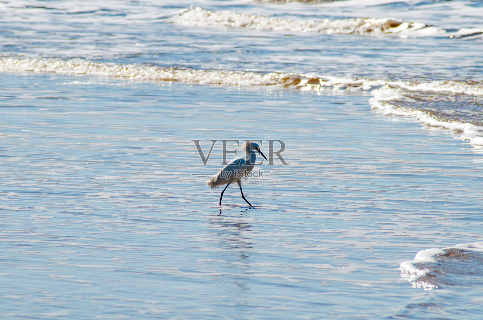 小白鹭在沙滩上散步照片摄影图片