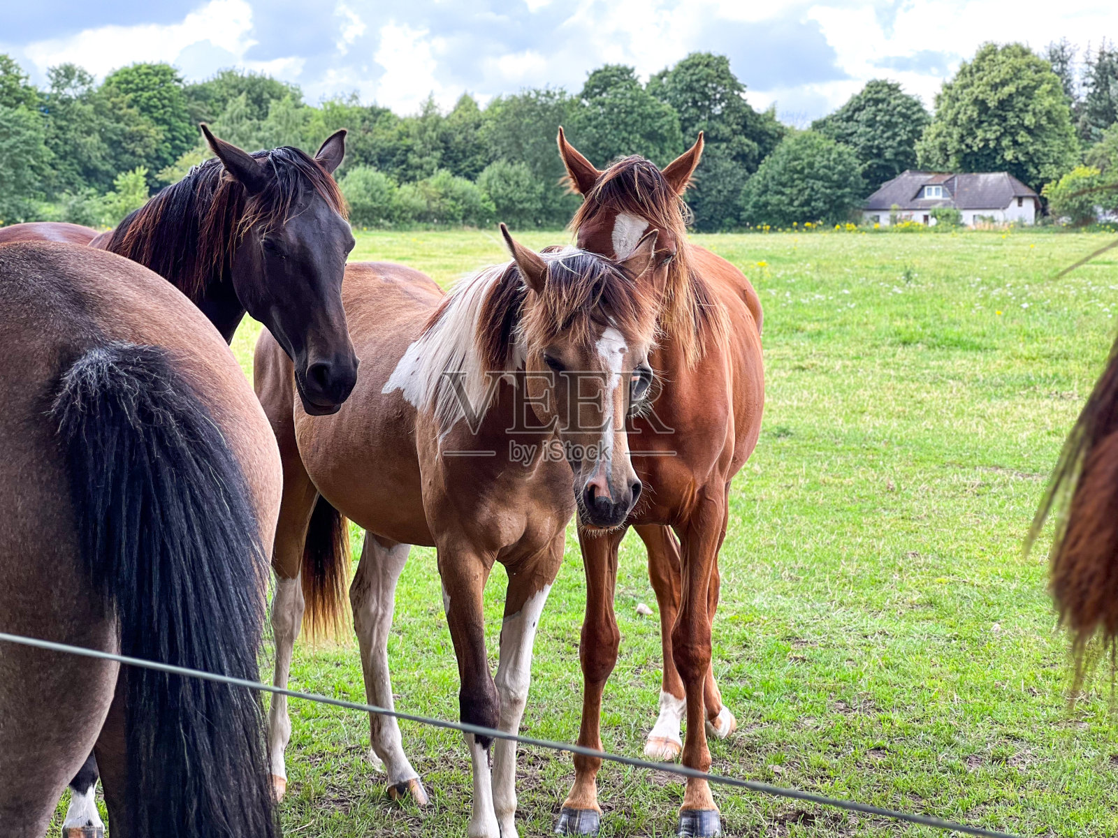 一群不同的马站在农场的篱笆边，绿草和蓝天是背景照片摄影图片