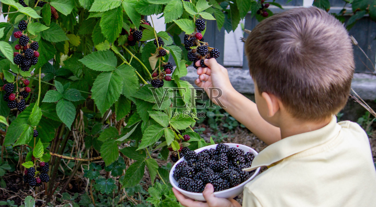 一个男孩采摘并吃黑莓。有选择性的重点照片摄影图片