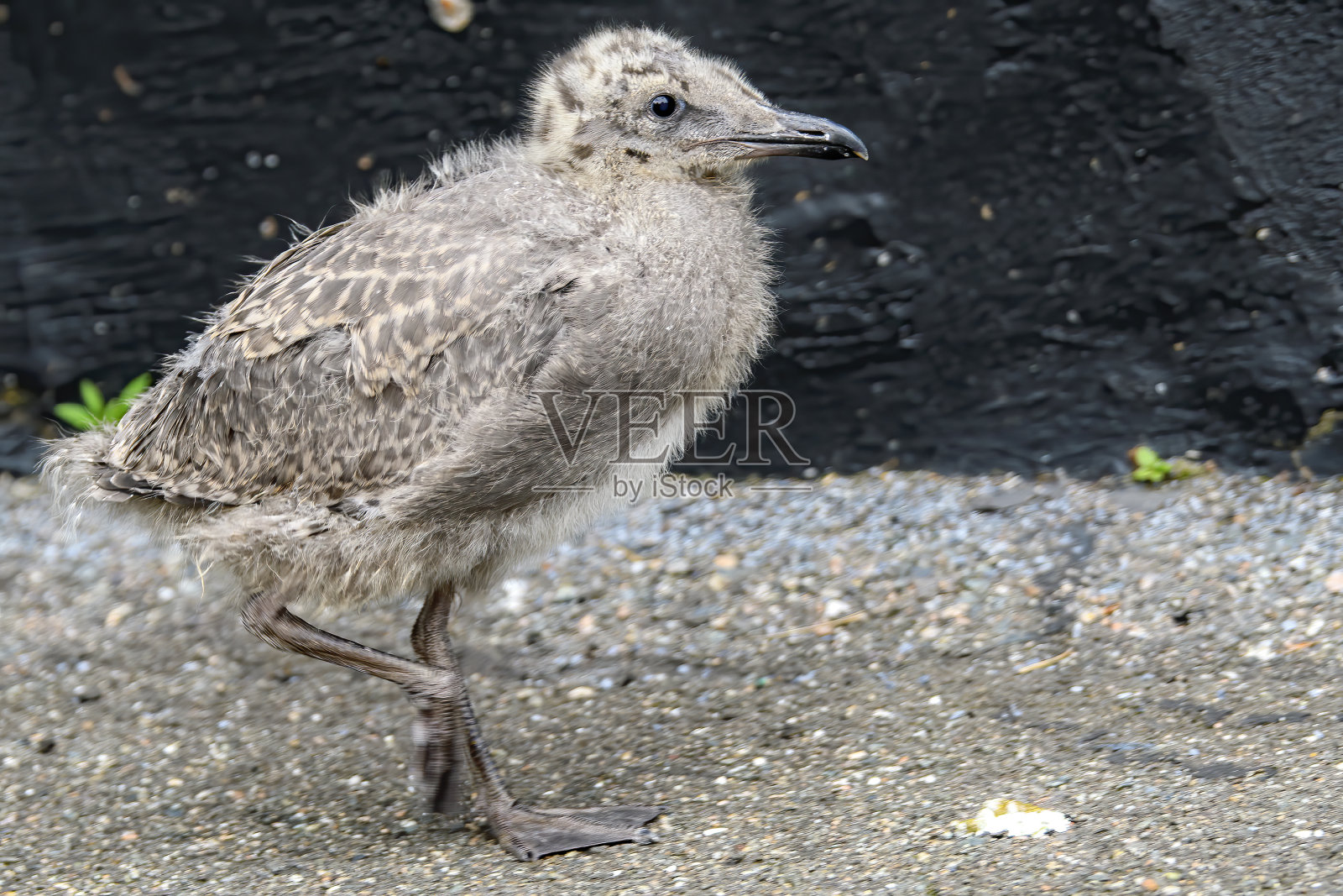 海鸥宝宝走路照片摄影图片