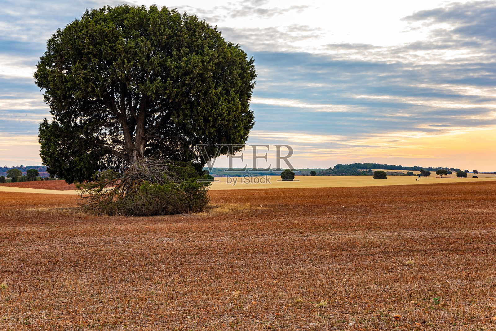 那棵树有一个圆形的绿色树冠照片摄影图片