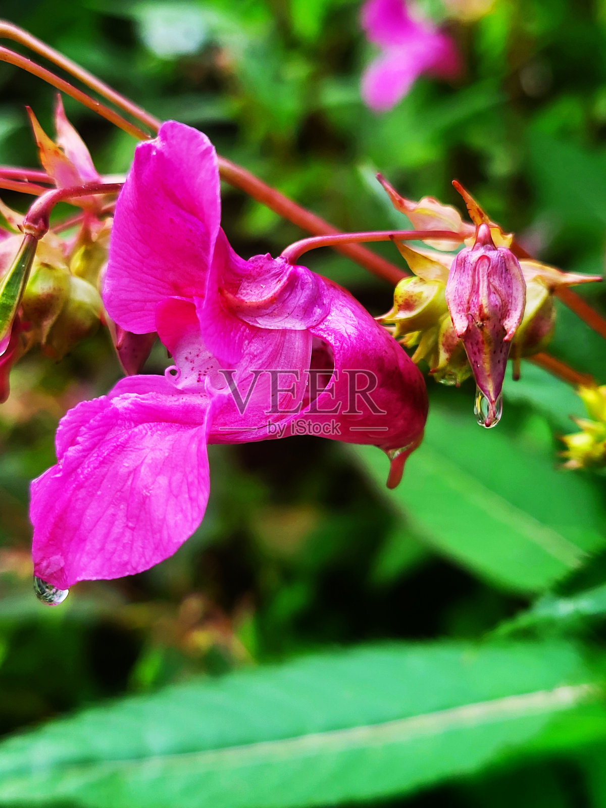 不列颠哥伦比亚省本拿比的巴尼特公路和巴尼特海洋公园的植物群和景色照片摄影图片