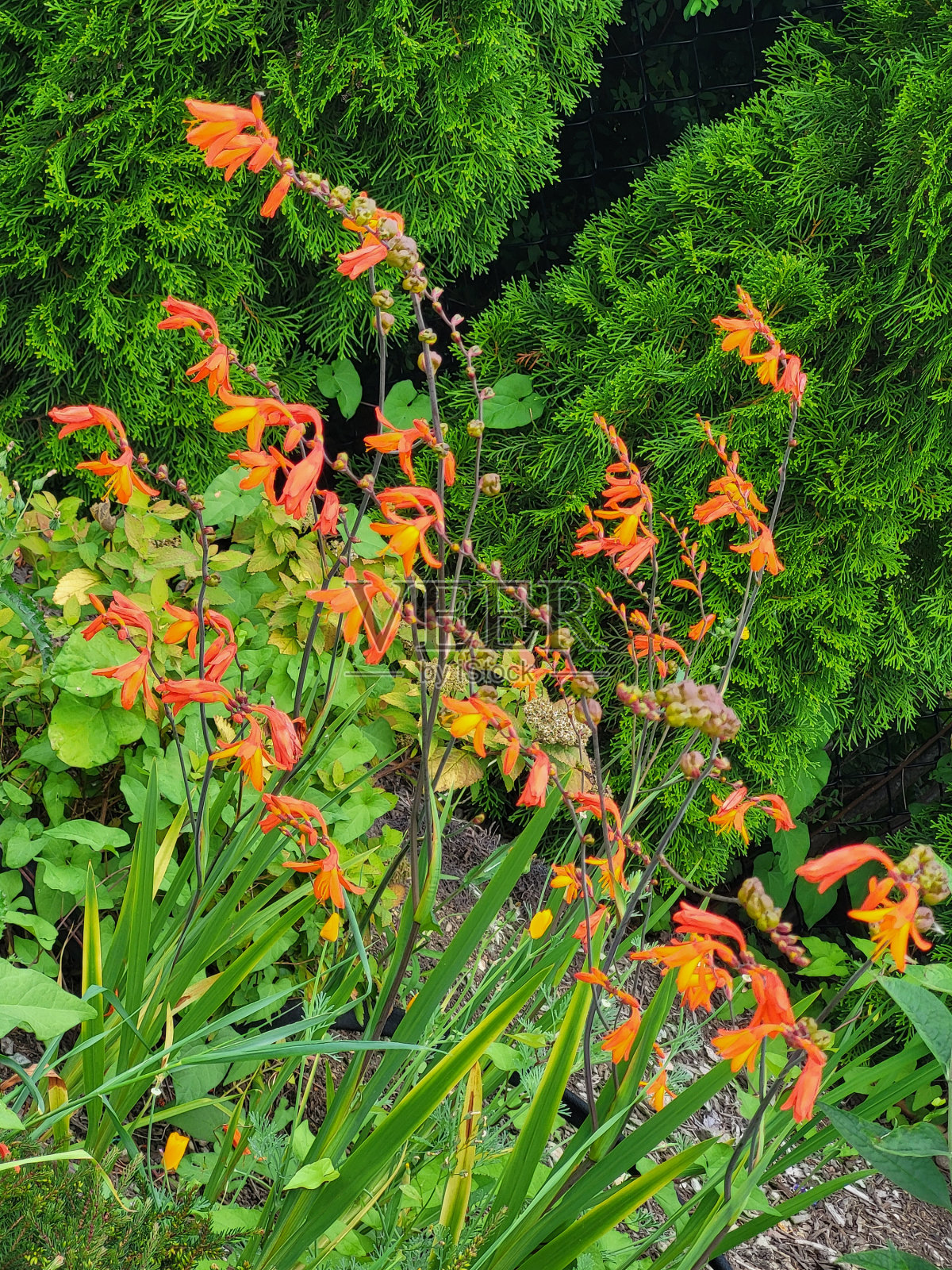 植物和天空景观在北本拿比，BC在一个充满云，阳光明媚的星期天照片摄影图片