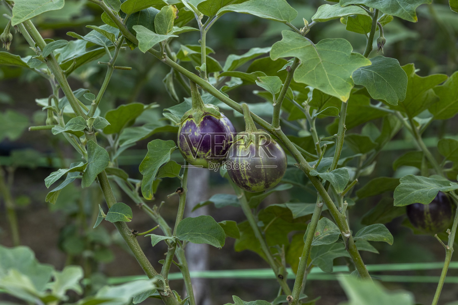 菜地里等待采摘的茄子。茄子挂在茄子树上。照片摄影图片