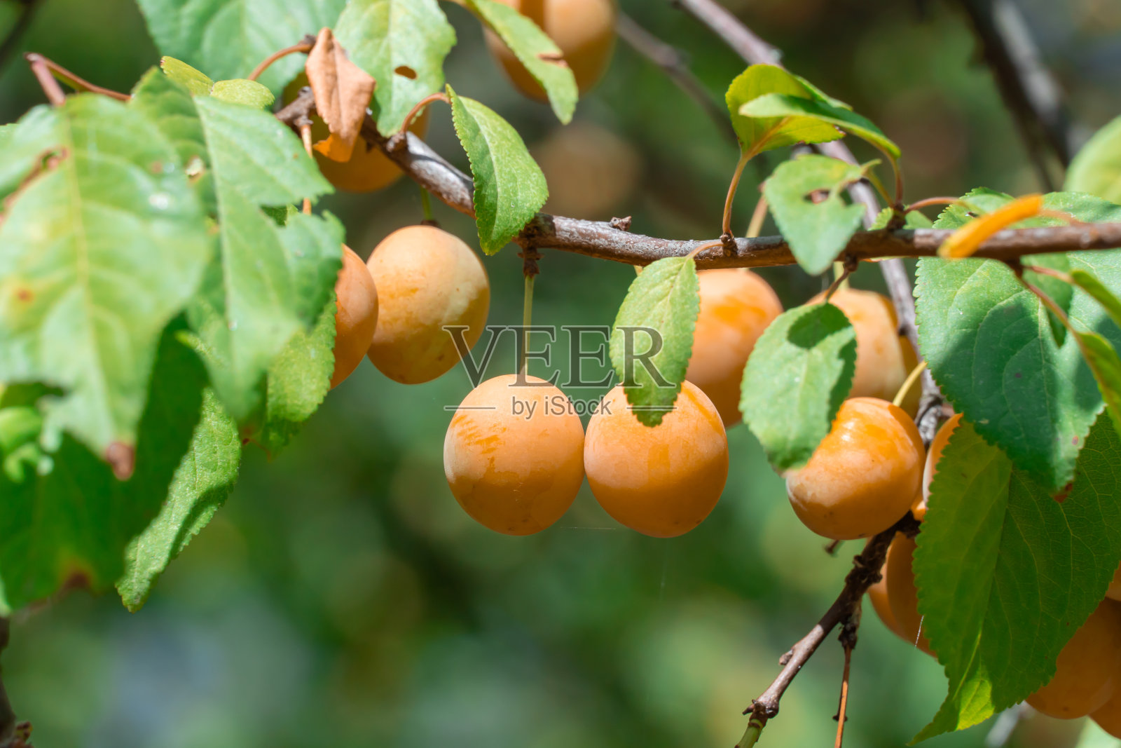 花园里树上的樱桃梅枝上结着黄色的果实。照片摄影图片