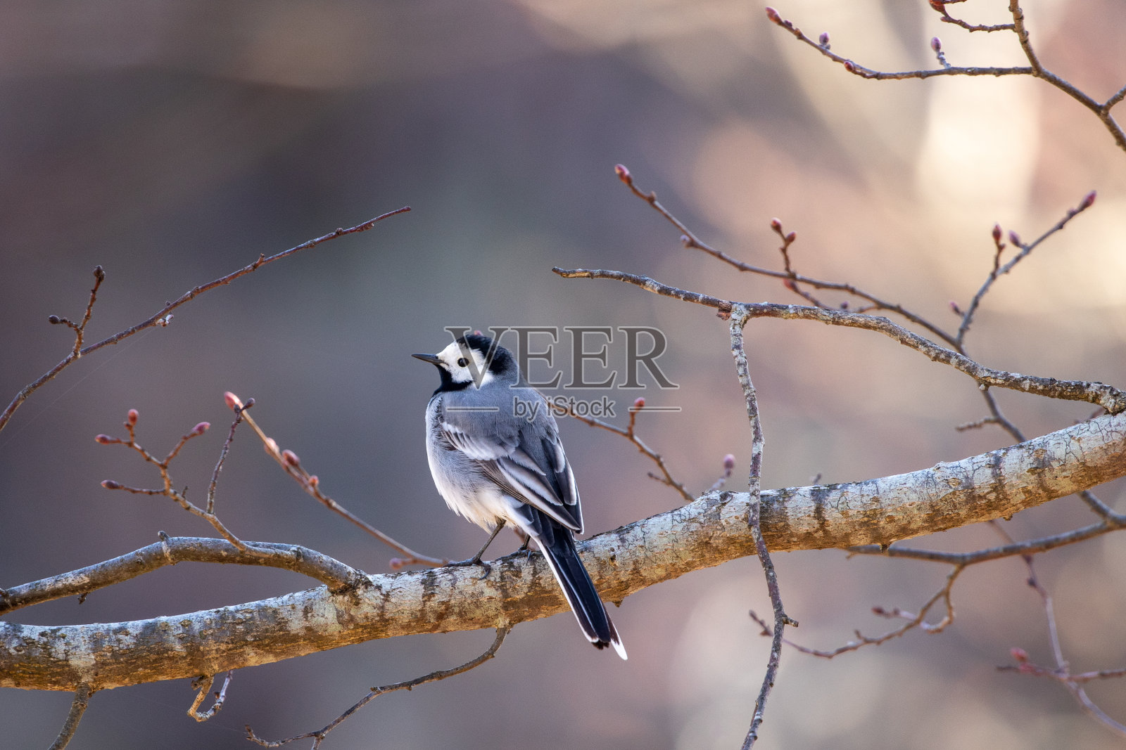 白鹡鸰，Motacilla alba照片摄影图片