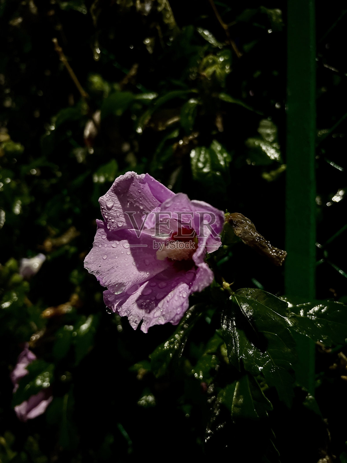 紫芙蓉锦葵，玫瑰锦葵带水滴花照片摄影图片