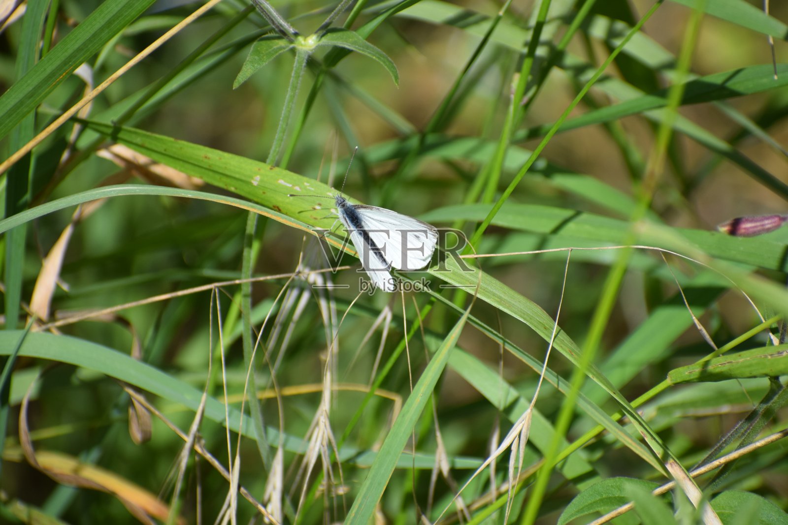 白色的蝴蝶照片摄影图片