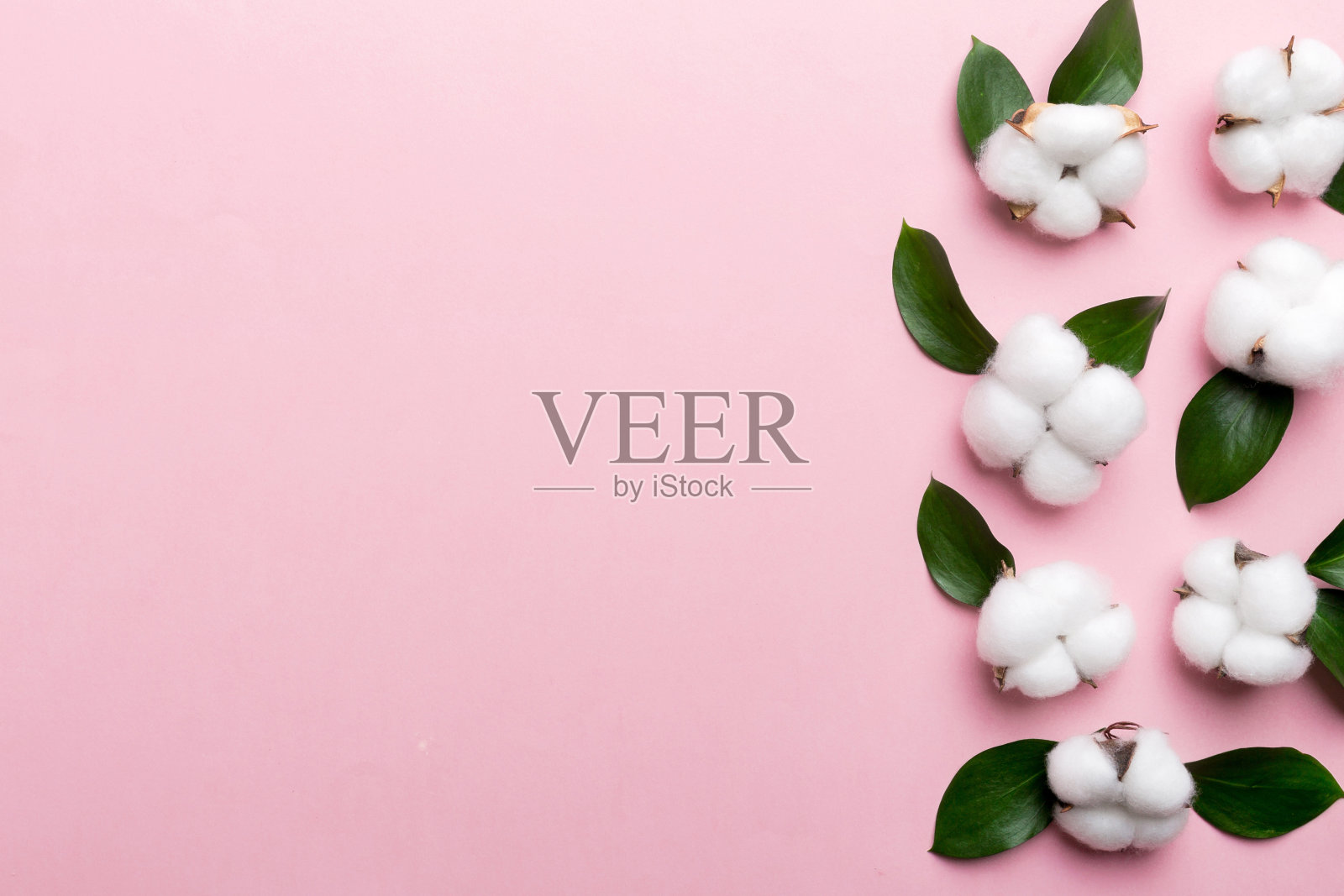 秋花平铺背景构图。干的白色蓬松的棉花枝与绿叶顶部视图在彩色的桌子与复制空间照片摄影图片