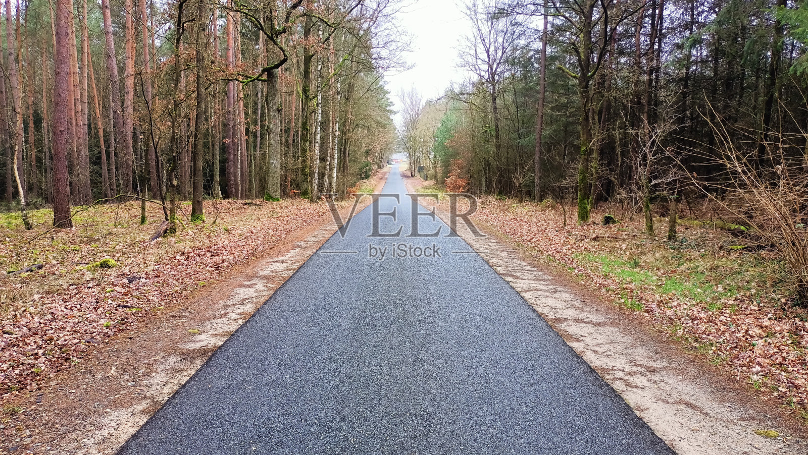 一条长长的道路穿过两边树木繁茂的森林照片摄影图片