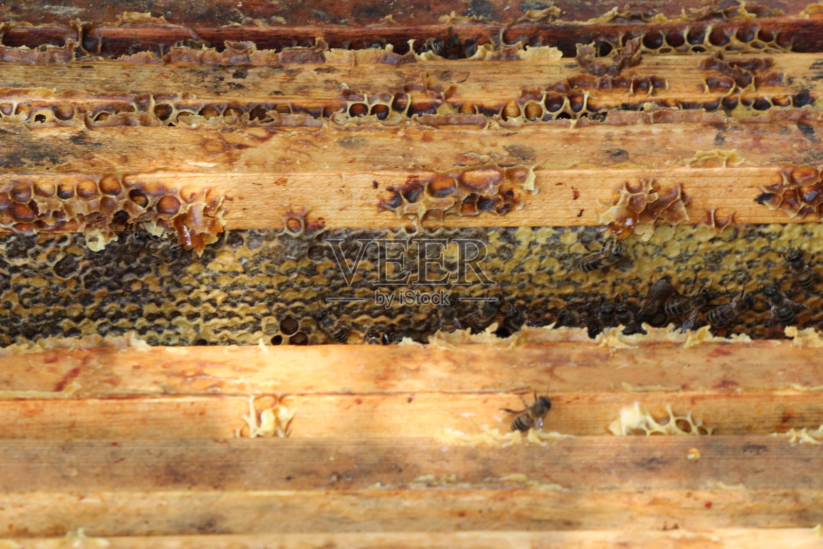 蜂窝照片摄影图片