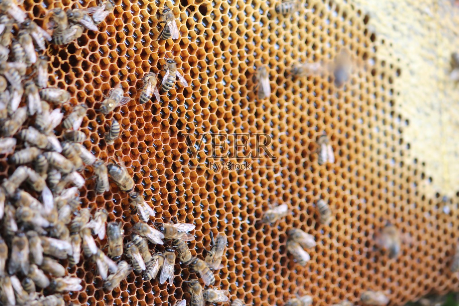 蜂窝照片摄影图片