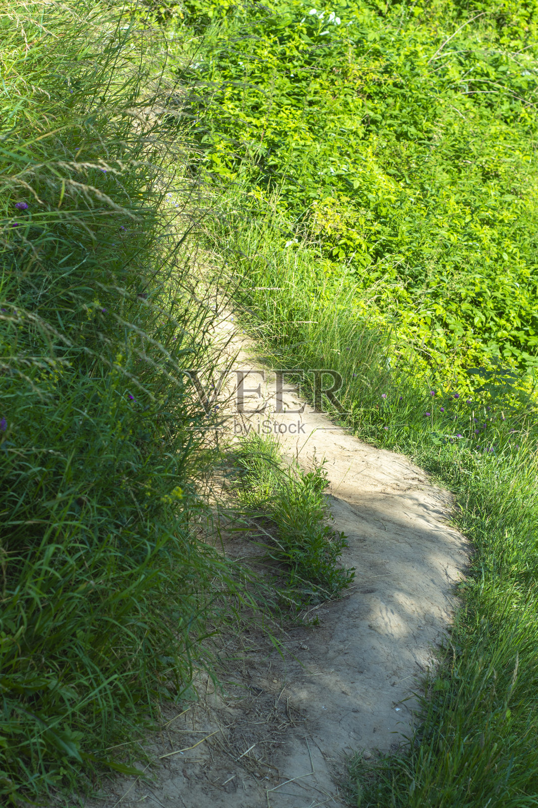 田野里被人踩过的路。草地上狭窄的小路。空旷的小径，适合远足和在大自然中散步。照片摄影图片